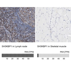 CIN85/SH3KBP1 Antibody, Novus Biologicals:Antibodies:Primary Antibodies